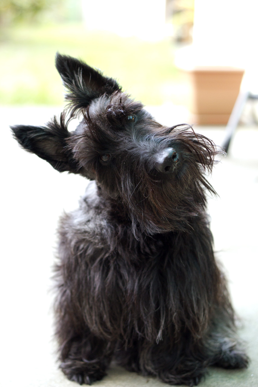 Scottish Terrier - Head Tilt
